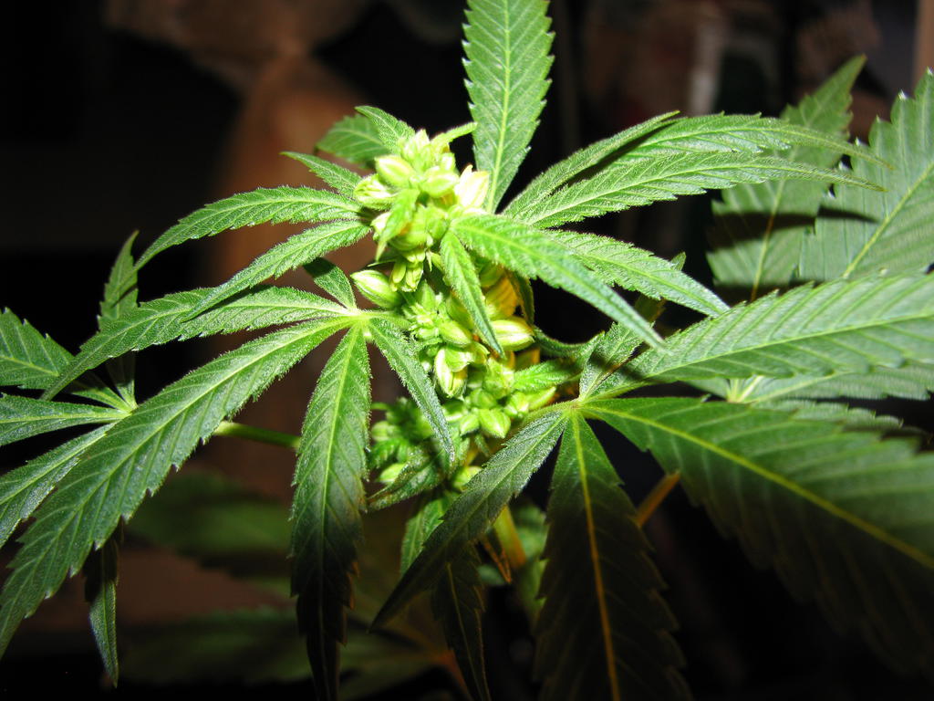 California Cannabis Seeds for Sale