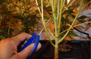 pruning
