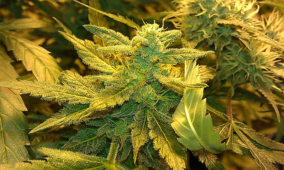 Banana Kush Strain Review LIWTS