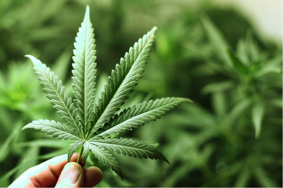 Canabis Leaf