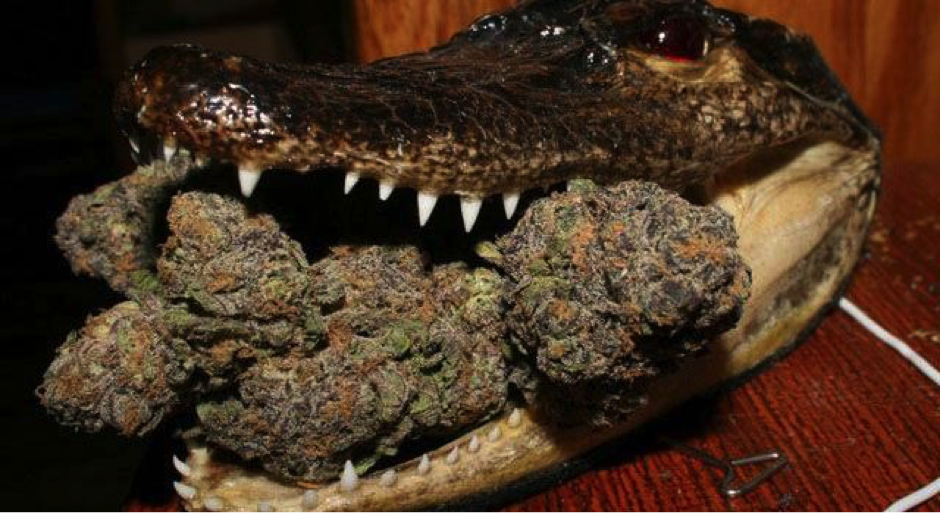 Florida Marijuana Legalization