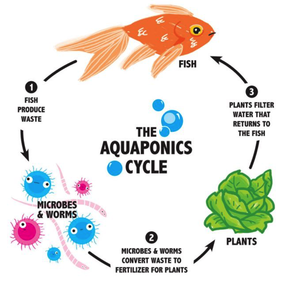 Aquaponics – Turning Fish Waste Into Green Gold! - LIWTS