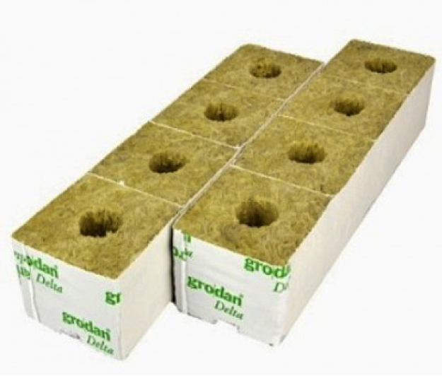 How to Germinate Cannabis Seeds LIWTS