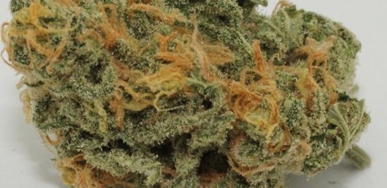 acapulco gold strain review
