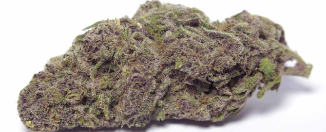 lavender cannabis strain review