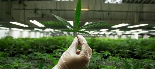 cannabis growing myths