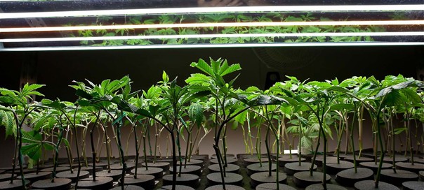 Cannabis Clones Pros and Cons