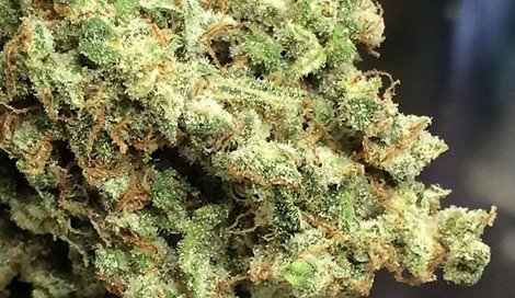 Trainwreck strain cannabis