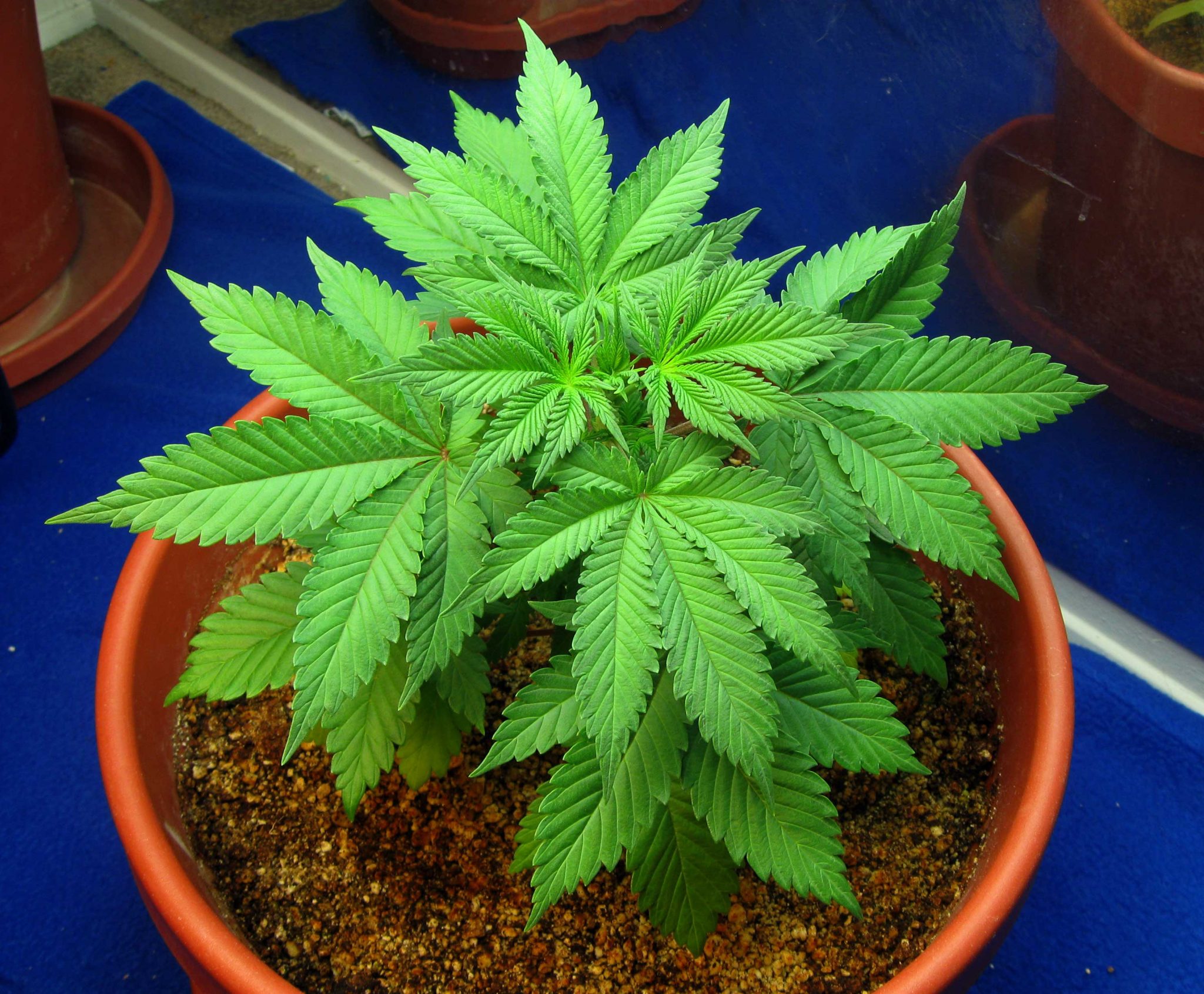 Marijuana Mythbusting – 11 Growing Myths NOT to Buy Into