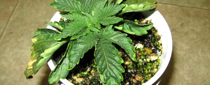 rookie cannabis growing errors