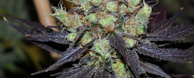 Sugar Black Rose Best Tasting Strains