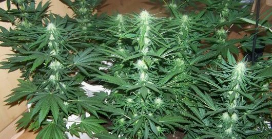 Afghani strain cannabis plant in flower