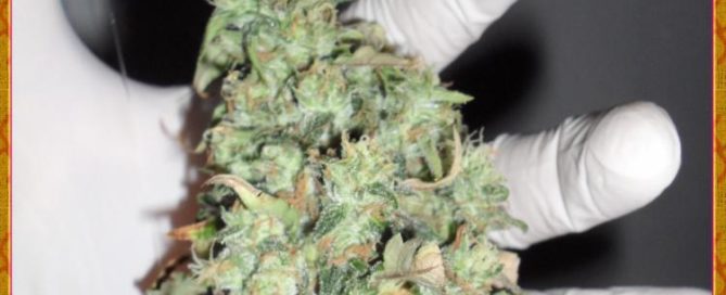 Buzz Light Gear strain review