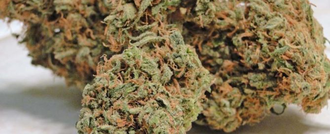 Dreamberry cannabis strain review