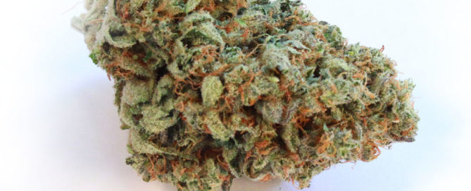 Nebula Strain Cannabis
