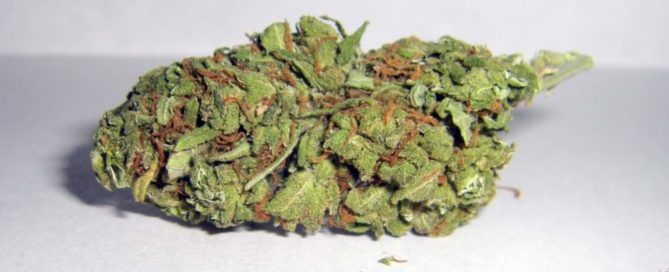 THC Bomb Hybrid cannabis strain