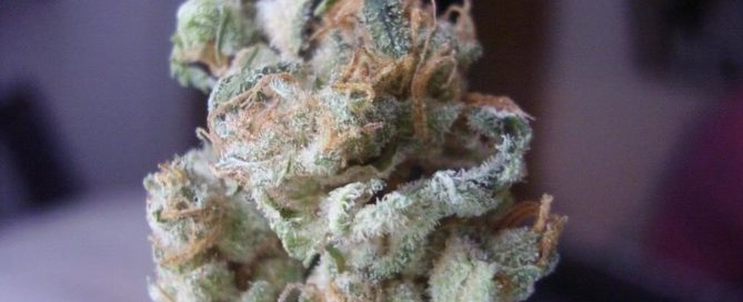 White Lightning strain review