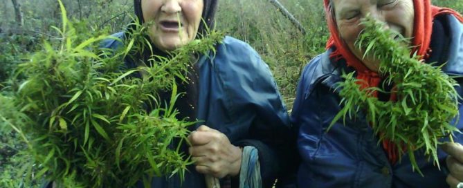 grandmas-cannabis-plant-grown-home