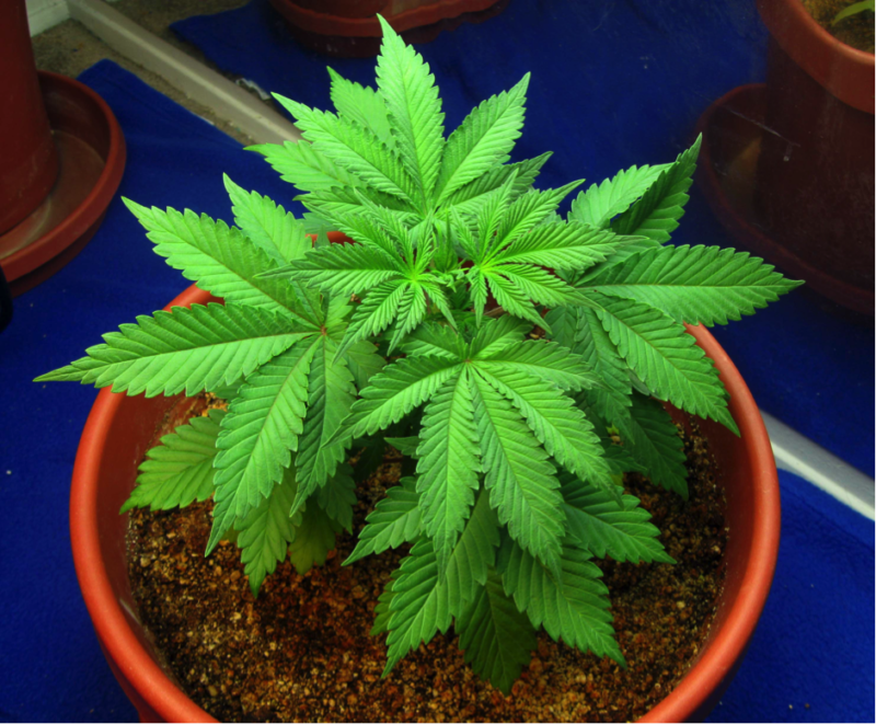9 Things to Consider Before Growing Pot at Home Legalize it. We Think So