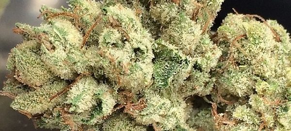 True OG Strain review