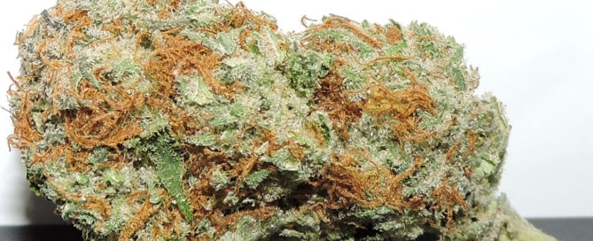 Alien Kush Marijuana Strain