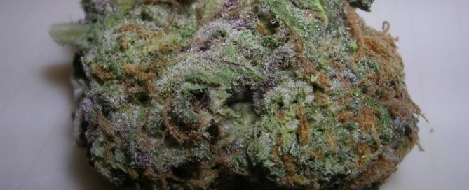 blue Cheese Cheeseberry Nug