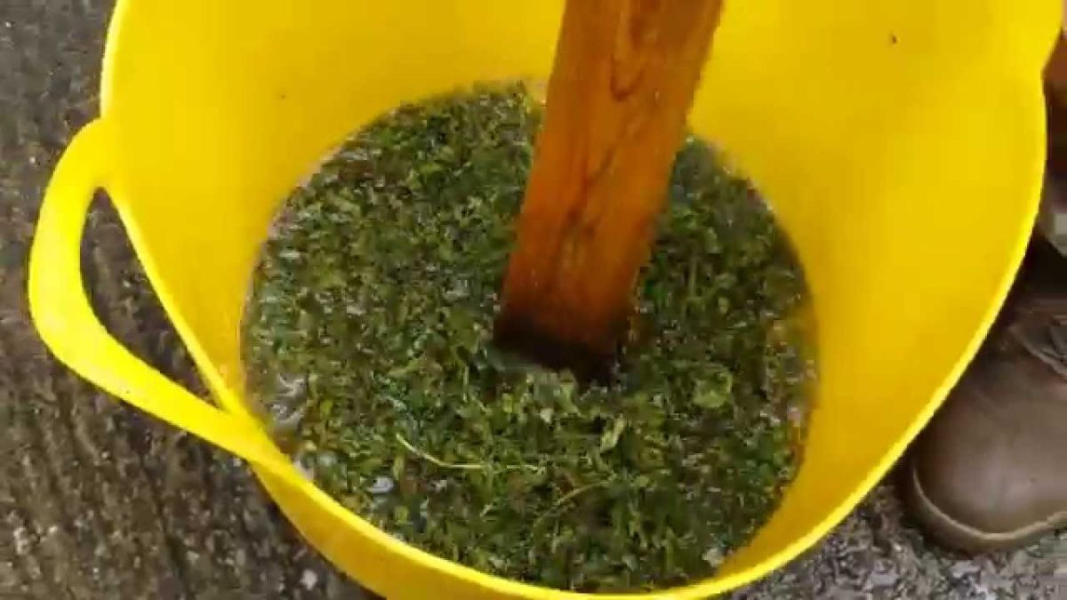 Rick Simpson Method Video-How To Make Hash Oil. The Rick Simpson Method - Legalize it. We ...