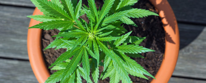 Cannabis Plant being grown in pots