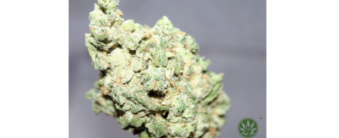 Widow Bomb Strain Review