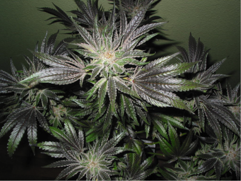 Alien Kush Hybrid Strain Review Legalize it. We Think So