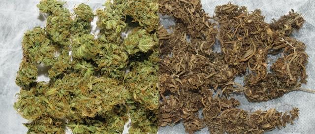 good weed vs bush weed