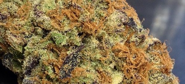 Kryptonite strain review