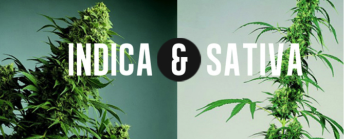 Indica and Sativa Cannabis a guide