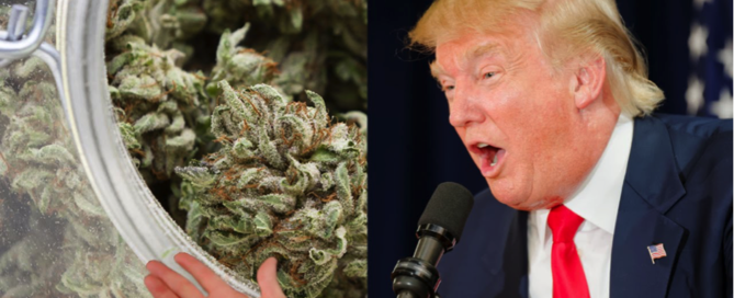 Donald Trump Cannabis Legalization 2016