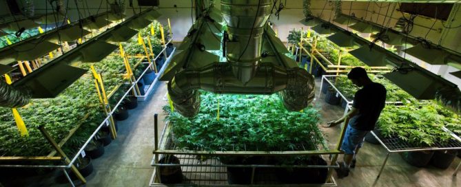 Colorado Cannabis Growers