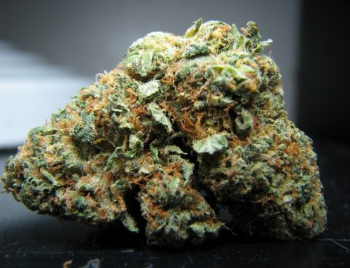 Jet Fuel OG Strain- Sativa Dominant Hybrid