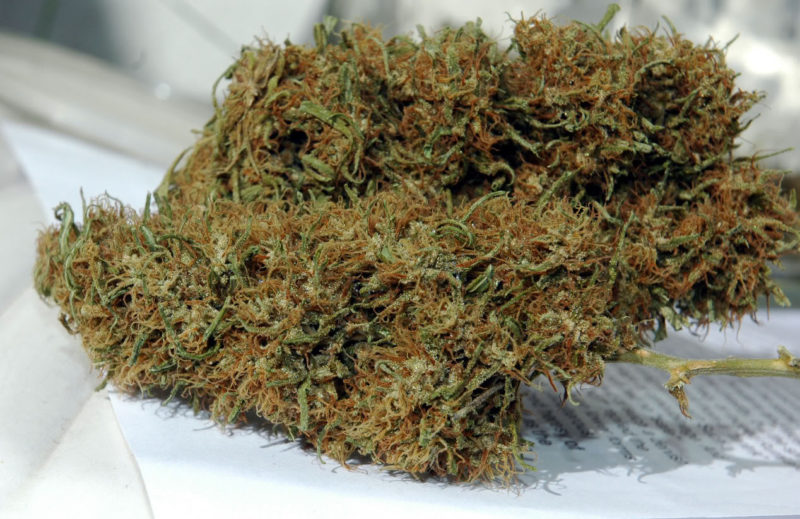 Panama Red a Classic Cannabis Sativa Legalize it. We Think So