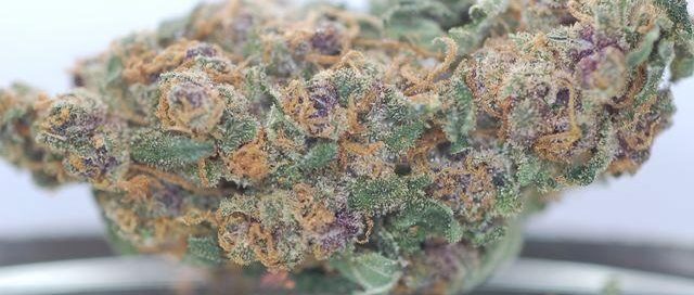 Blueberry Strain Cannabis