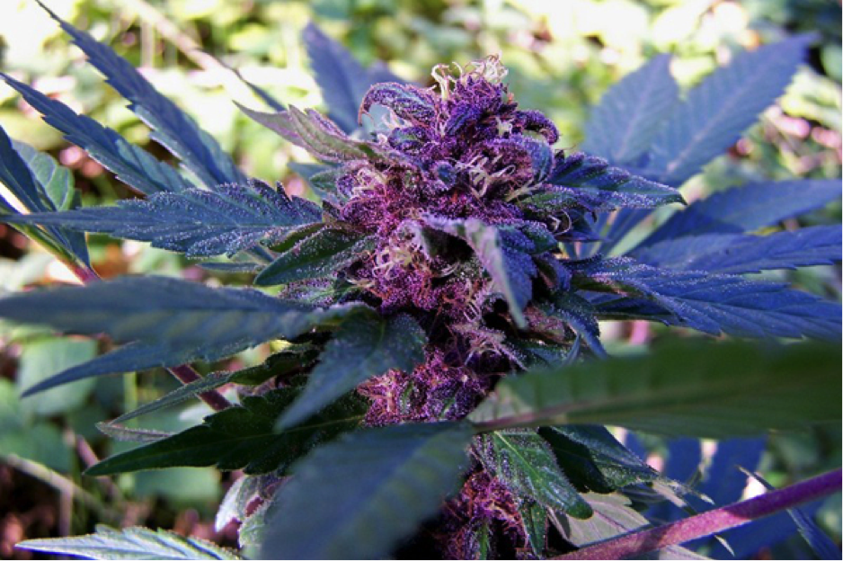 Blueberry Indica Strain Legalize it. We Think So