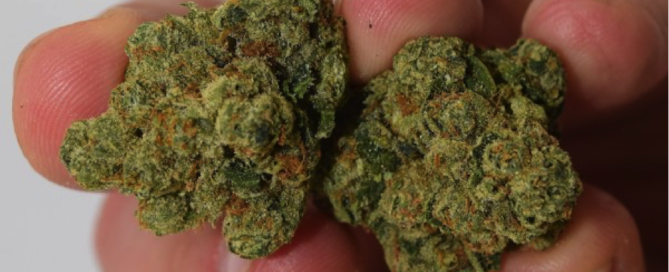 California Kush Cannabis