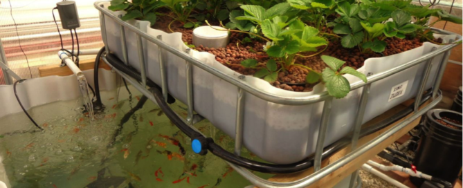 Aquaponics fish tank