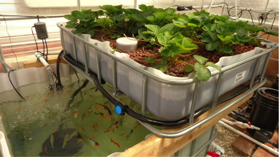 Aquaponics – Turning Fish Waste Into Green Gold! - LIWTS