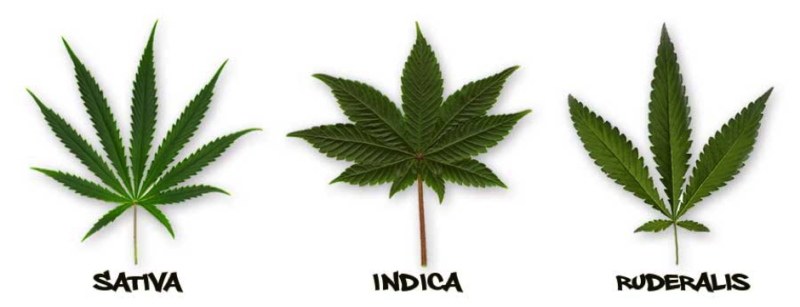 an introduction to the advantages and disadvantages of cannabis sativa Disadvantages of marijuana essay an introduction to the advantages and disadvantages 2 pages an introduction to advantages and disadvantages of cannabis sativa. an introduction to the advantages and disadvantages of cannabis sativa Disadvantages of marijuana essay an introduction to the advantages and disadvantages 2 pages an introduction to advantages and disadvantages of cannabis sativa.