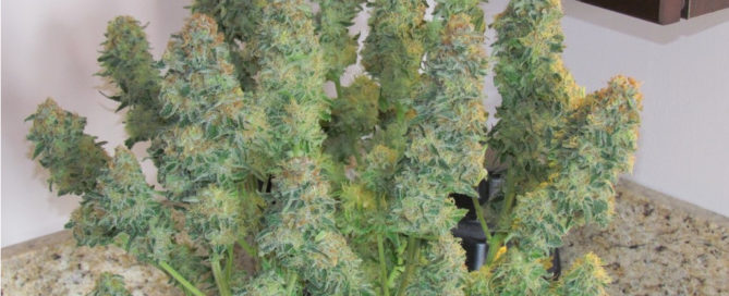 Incredible Bulk Cannabis Strain review