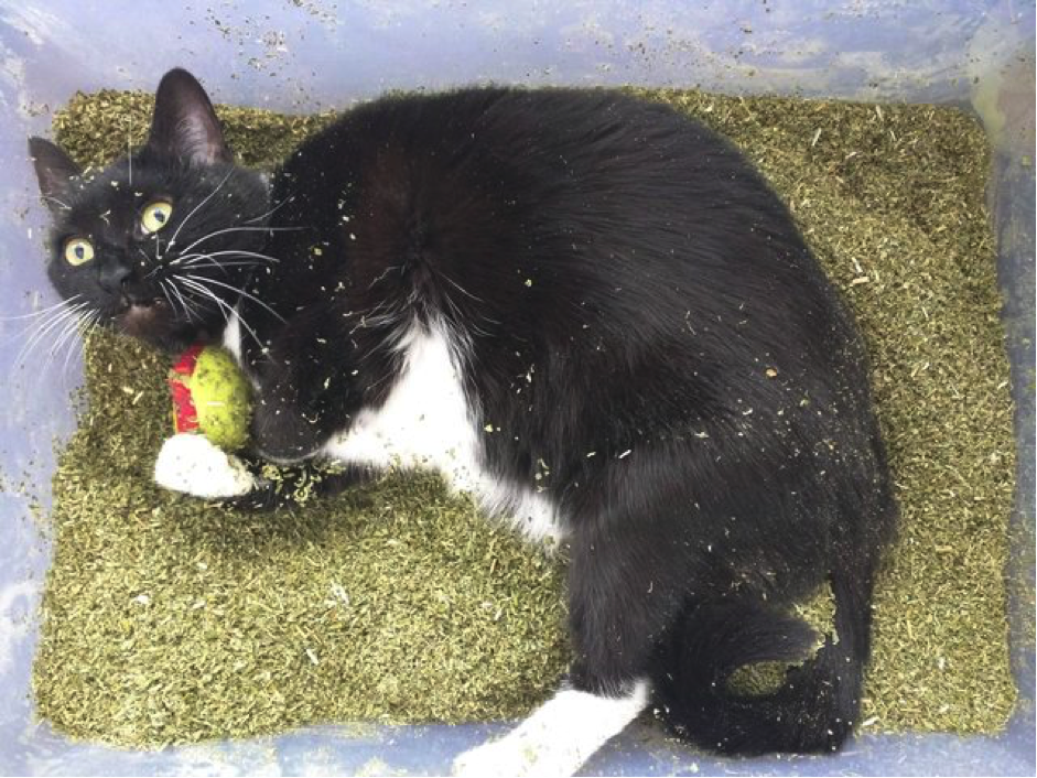 Can I Give My Cat Too Much Catnip Can I Give My Cat Too Much Catnip