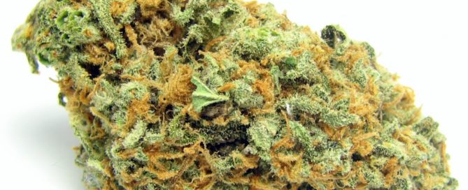 Green Crack Cannabis Strains For First-Time Growers