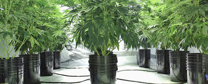 Growing cannabis with hydroponics