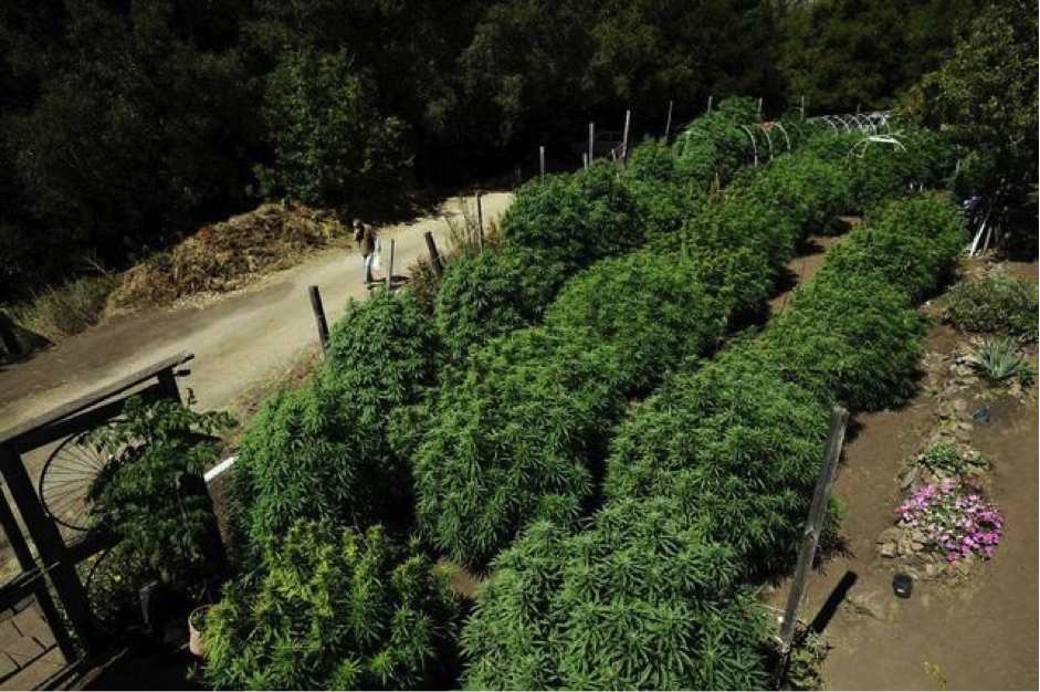 California Legal Cannabis