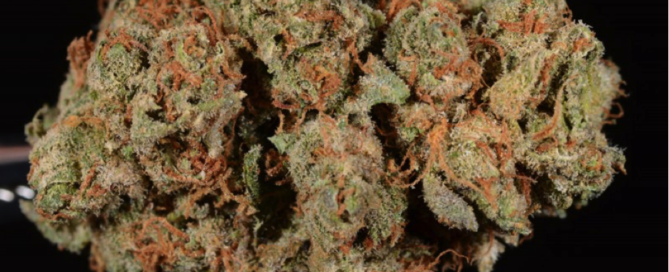 OG Kush Strain Review