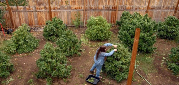 Growing Cannabis Maine